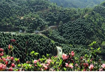 龙茶花海第 10 张图片