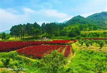 梁弄邱家杨梅生态园第 5 张图片