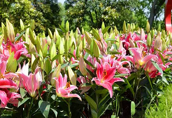 新蒲-漫花谷第 3 张图片