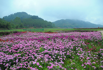 贺州黄姚仙女湖花海第 44 张图片