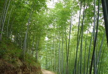 木坑竹海第 29 张图片