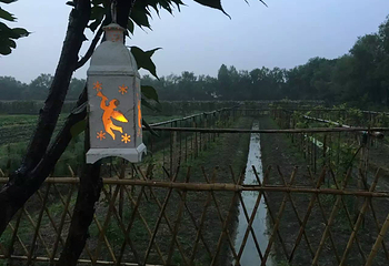 西溪国家湿地公园第 28 张图片