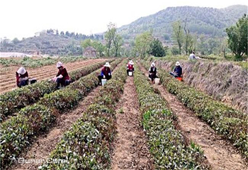 稗子刘家茶园第 1 张图片