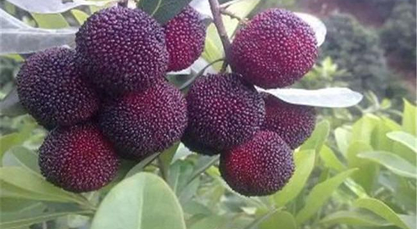 白洋双岙杨梅园