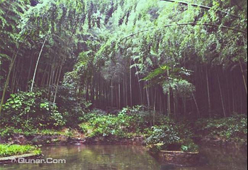 石塘竹海第 3 张图片