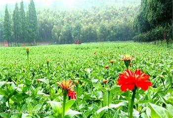 朝阳花谷景区第 1 张图片