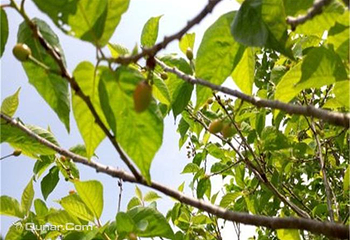 稗子刘家茶园第 5 张图片