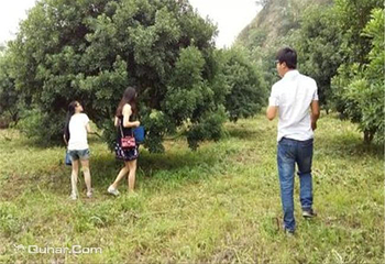 白洋双岙杨梅园第 4 张图片