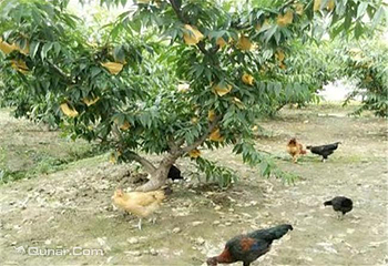 阳山水蜜桃优优果园第 4 张图片