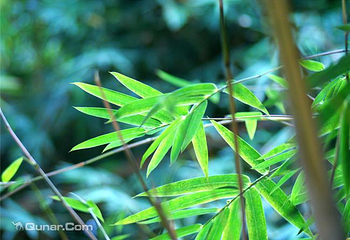 万竹园第 6 张图片
