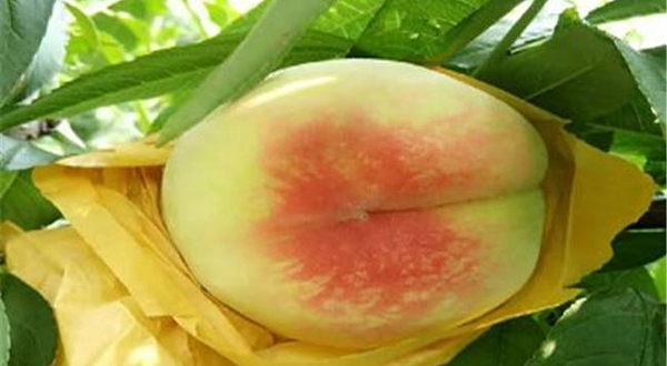 阳山水蜜桃优优果园