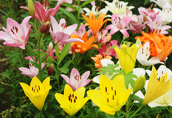 上海鲜花港第 13 张图片