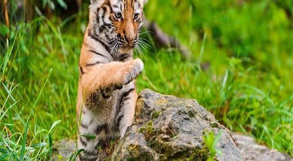 四季上海亲子游览年票