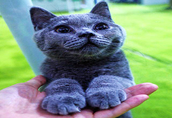 慢空间﹒萌猫展第 4 张图片