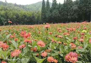 朝阳花谷景区第 3 张图片