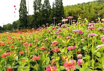 朝阳花谷景区第 6 张图片