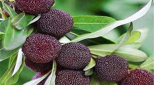 宁波余姚梁弄山寨杨梅园