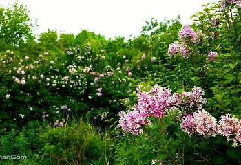 野三坡百草畔景区第 5 张图片