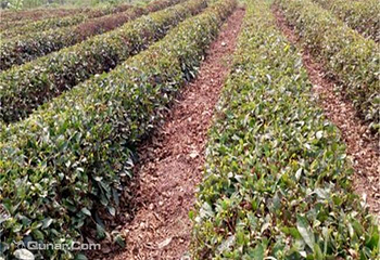 稗子刘家茶园第 3 张图片
