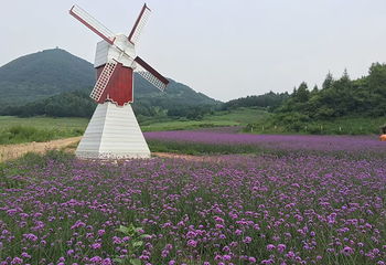 岗山花海第 19 张图片