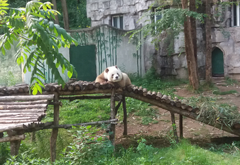 佛坪熊猫谷旅游区第 20 张图片