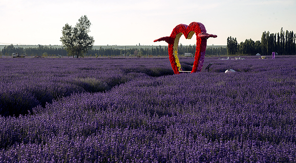 科古尔琴薰衣草园