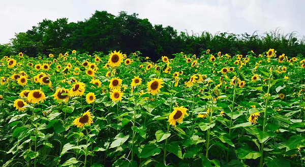 重庆大足爱河谷爱情主题乐园