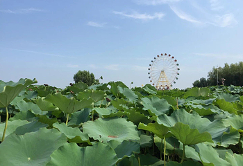 白洋淀文化苑第 7 张图片