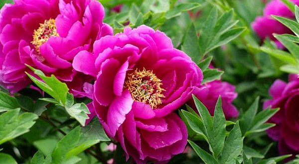 西为牡丹产业园