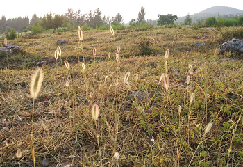 茱萸养生谷第 6 张图片