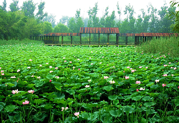 滕州微山湖红荷湿地第 21 张图片
