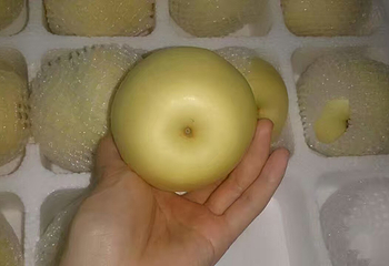 皇冠梨第 2 张图片