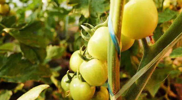 陕西省丰宣现代农业园区