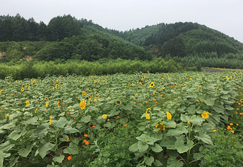 岗山花海第 15 张图片