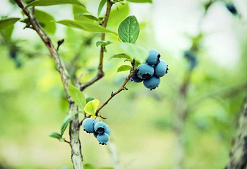 蓝色果香蓝莓采摘基地第 3 张图片