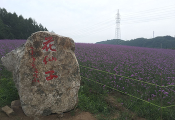 岗山花海第 13 张图片