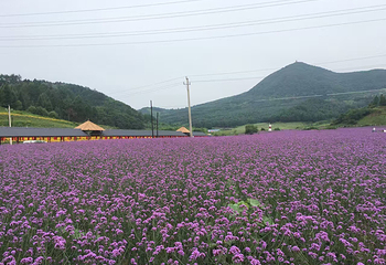 岗山花海第 18 张图片