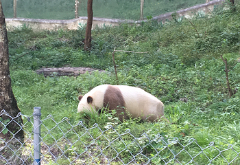 佛坪熊猫谷旅游区第 30 张图片
