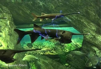 加拿大里普利水族馆第 6 张图片