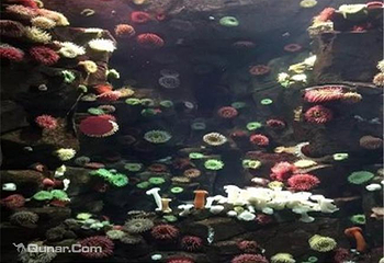加拿大里普利水族馆第 4 张图片