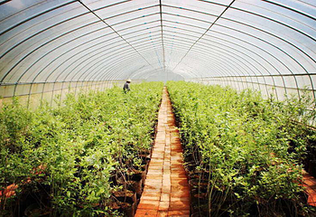 饶益蓝莓山庄第 1 张图片
