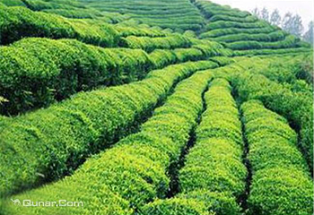 原始茶林第 2 张图片