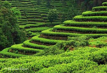 原始茶林第 3 张图片