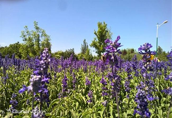 丁香科技博览园薰衣草观赏/花海节第 2 张图片