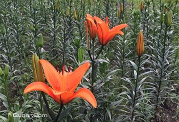 丁香科技博览园薰衣草观赏/花海节第 8 张图片