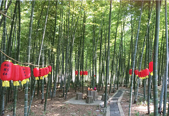 龙背山森林公园第 10 张图片