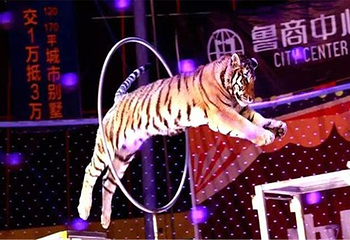 滨海国际大马戏第 1 张图片
