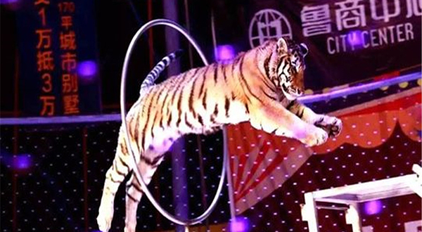 滨海国际大马戏