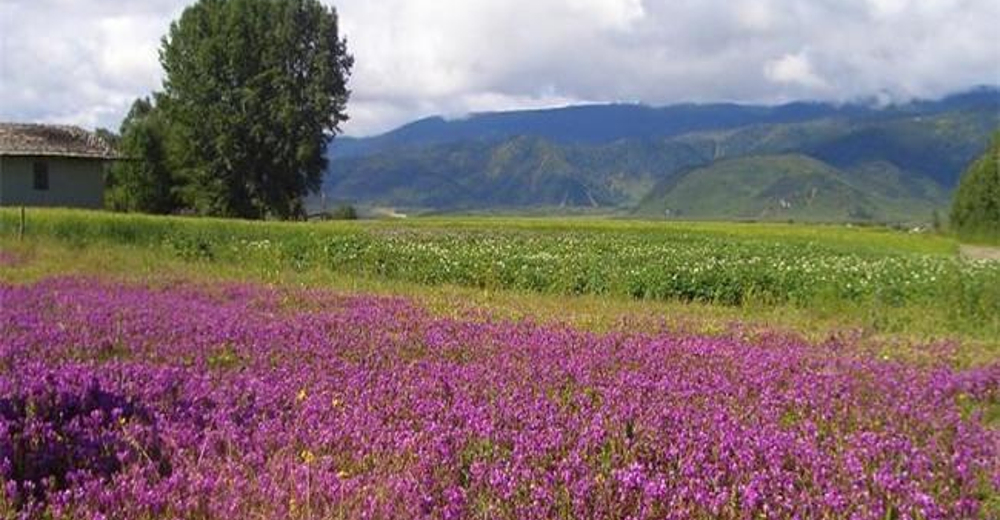 包含景点: 小中甸花海 普达措国家公园 丽江虎跳峡 达吉香巴拉庄园