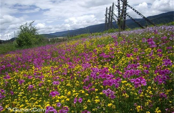 包含景点: 香格里拉虎跳峡 丽江虎跳峡 小中甸花海 达吉香巴拉庄园